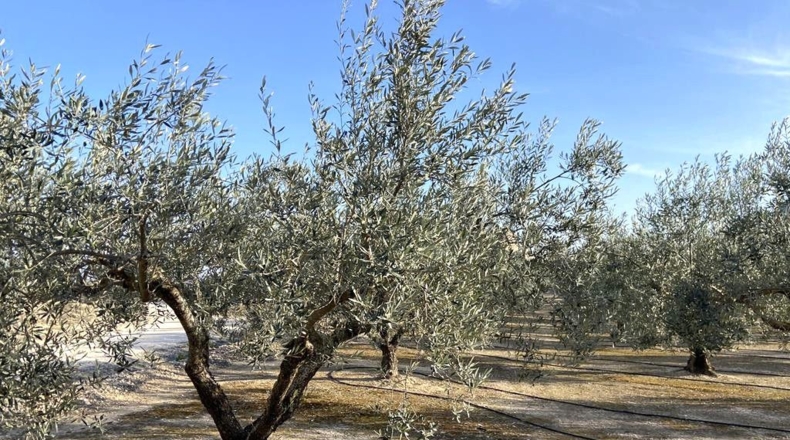 Albacete - Caudete - 10911m2