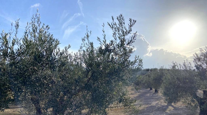 Albacete - Caudete - 10911m2