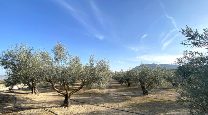 Albacete - Caudete - 10911m2