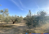 Terreno no urbanizable en venta en Caudete ref: TR363835 foto
