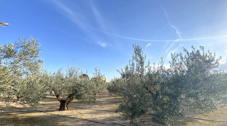 Albacete - Caudete - 10911m2