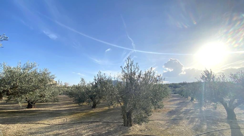 Albacete - Caudete - 10911m2