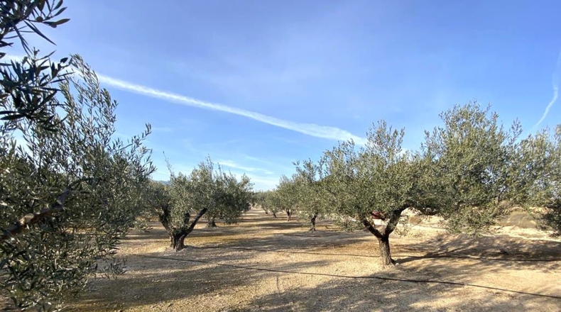 Albacete - Caudete - 10911m2