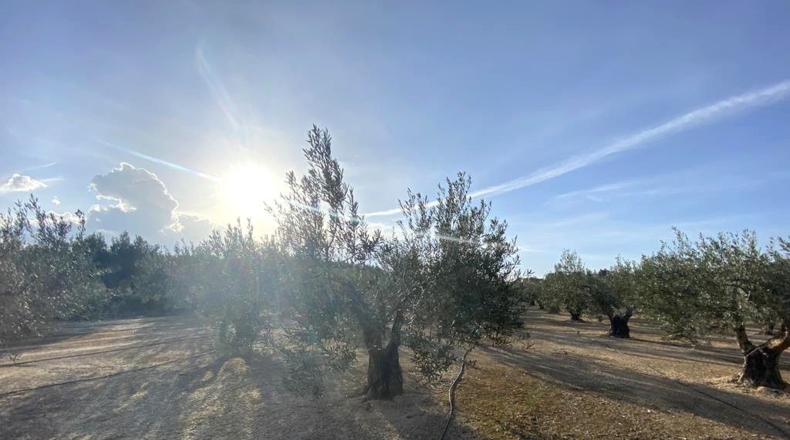 Albacete - Caudete - 10911m2