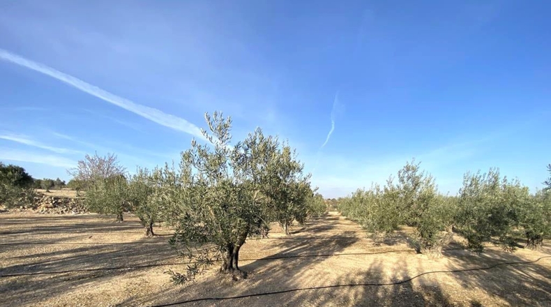 Albacete - Caudete - 10911m2