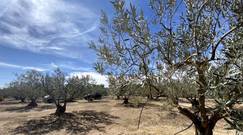 Albacete - Almansa - 3119m2
