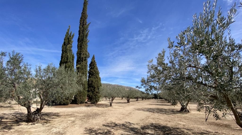 Albacete - Almansa - 3119m2