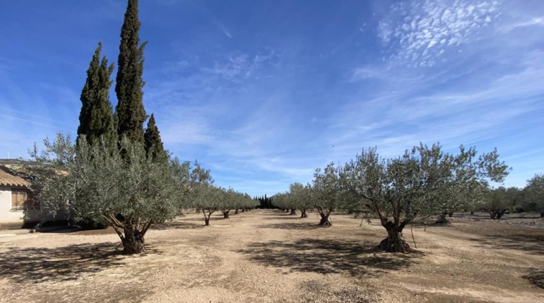 Albacete - Almansa - 3119m2