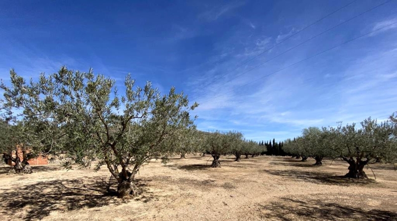 Albacete - Almansa - 3119m2