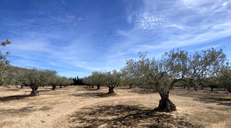 Albacete - Almansa - 3119m2