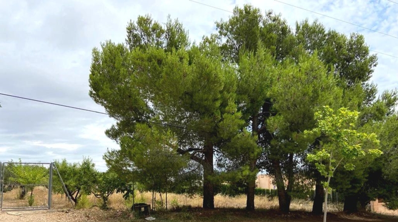 Albacete - Caudete - 5594m2