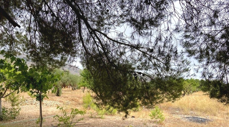 Albacete - Caudete - 5594m2