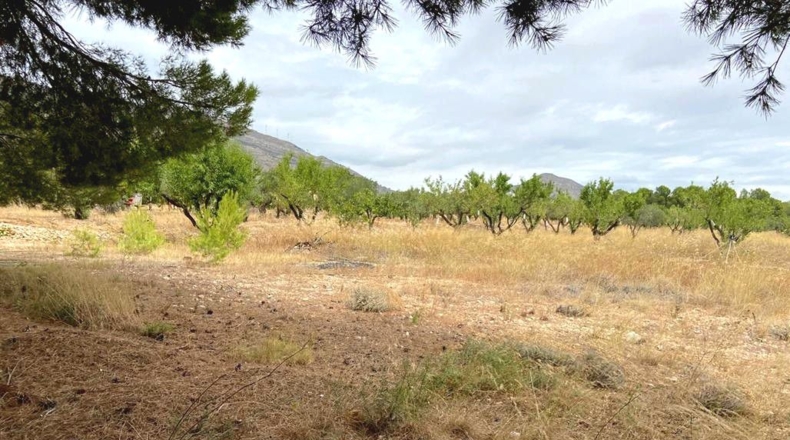 Albacete - Caudete - 5594m2