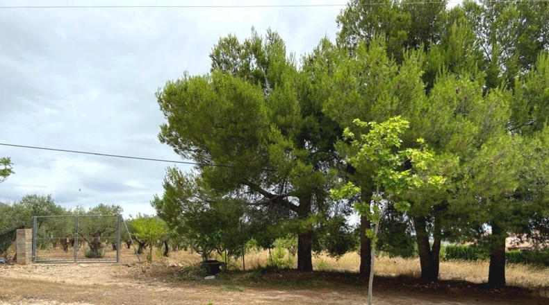 Albacete - Caudete - 5594m2