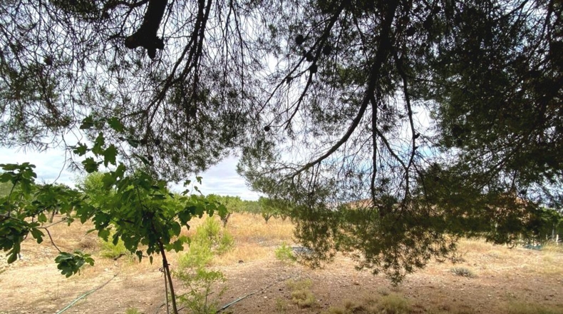 Albacete - Caudete - 5594m2