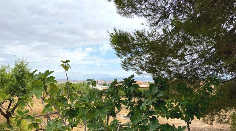 Albacete - Caudete - 5594m2