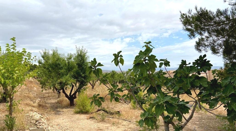 Albacete - Caudete - 5594m2