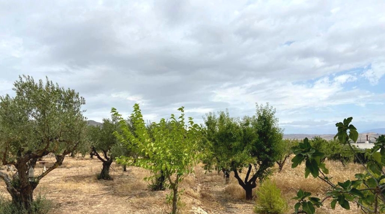 Albacete - Caudete - 5594m2