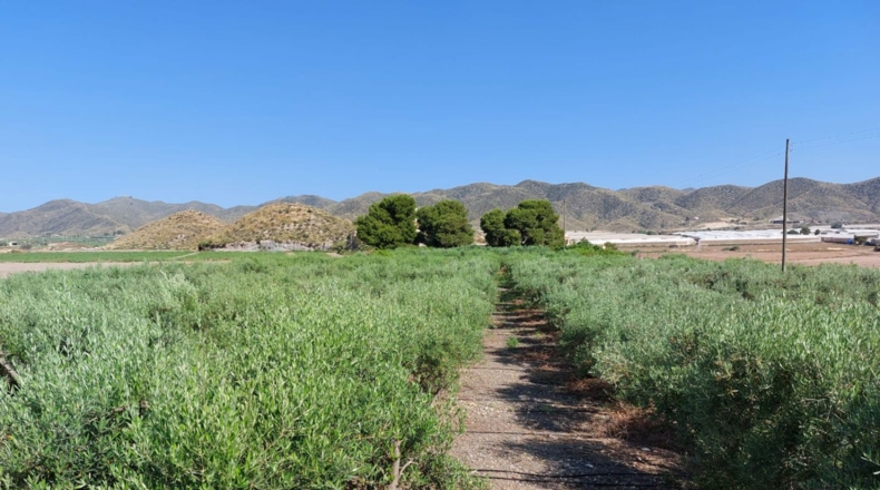 Murcia - Águilas - 6000m2