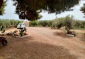 Casa de camp amb terreny en venda a Àguiles ref.: TR254653 foto