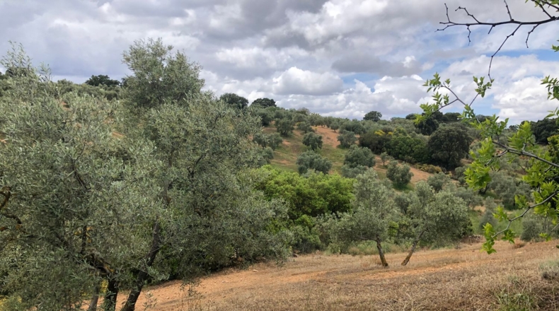 Málaga - Villanueva del Rosario - 27000m2