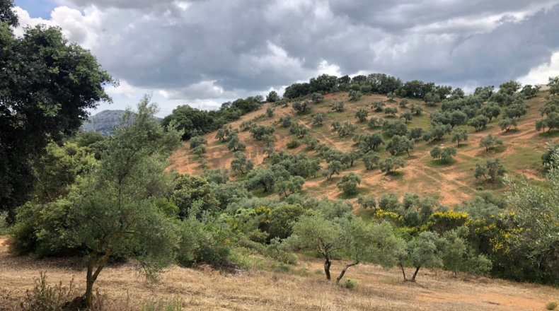 Málaga - Villanueva del Rosario - 27000m2