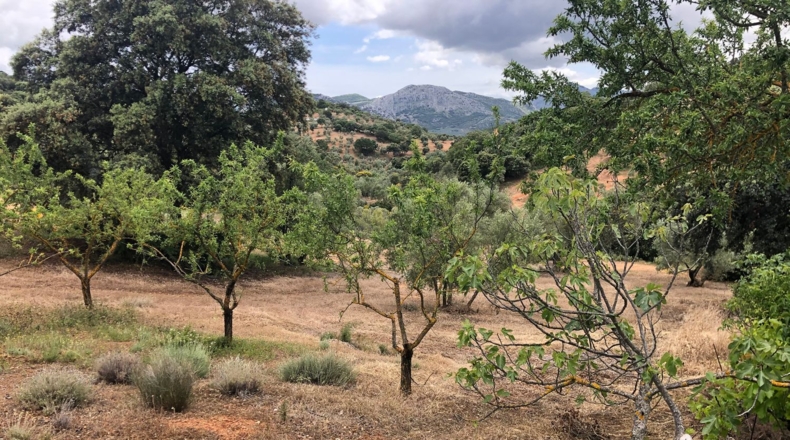 Málaga - Villanueva del Rosario - 27000m2