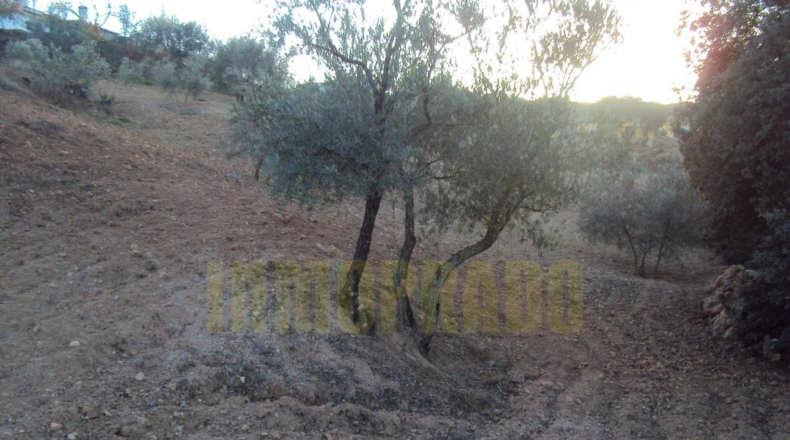Málaga - Villanueva del Rosario - 6000m2