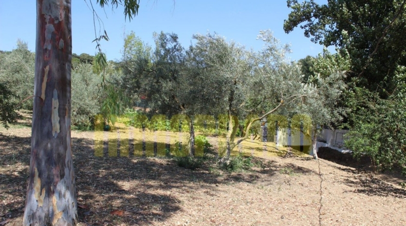 Málaga - Villanueva del Rosario - 4000m2