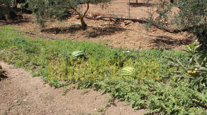 Málaga - Villanueva del Rosario - 4000m2