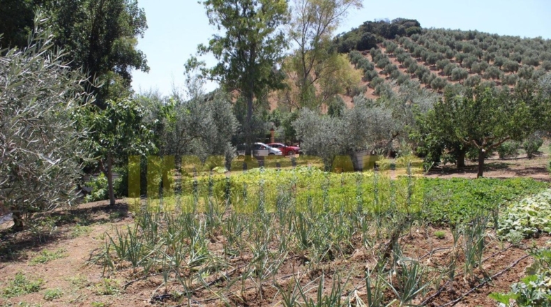 Málaga - Villanueva del Rosario - 4000m2