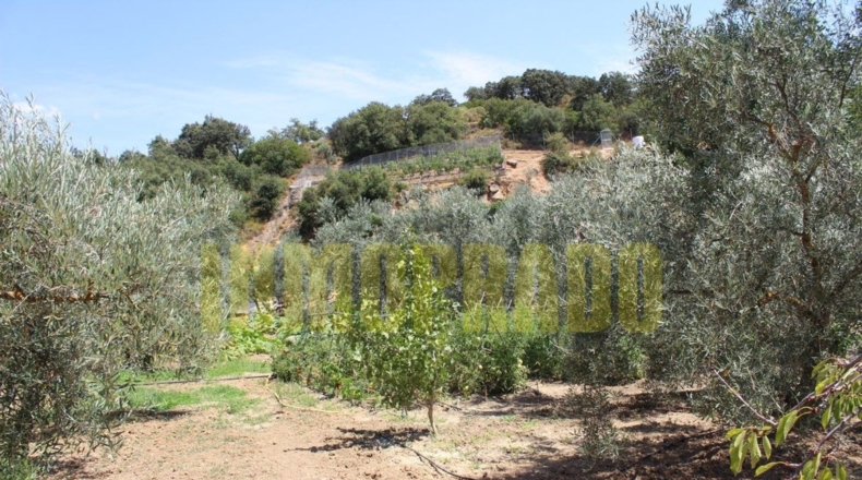Málaga - Villanueva del Rosario - 4000m2