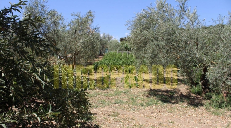 Málaga - Villanueva del Rosario - 4000m2