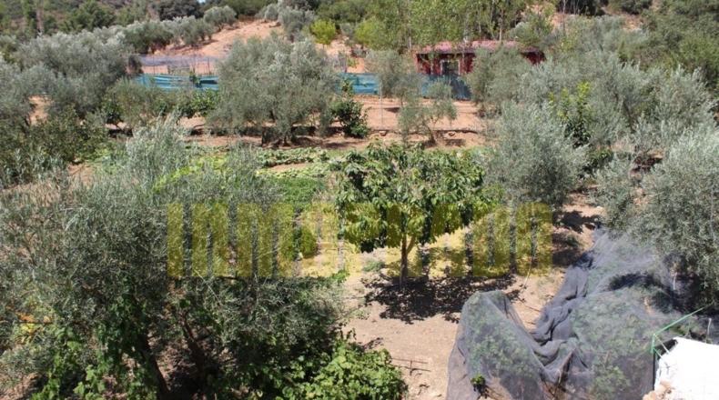 Málaga - Villanueva del Rosario - 4000m2