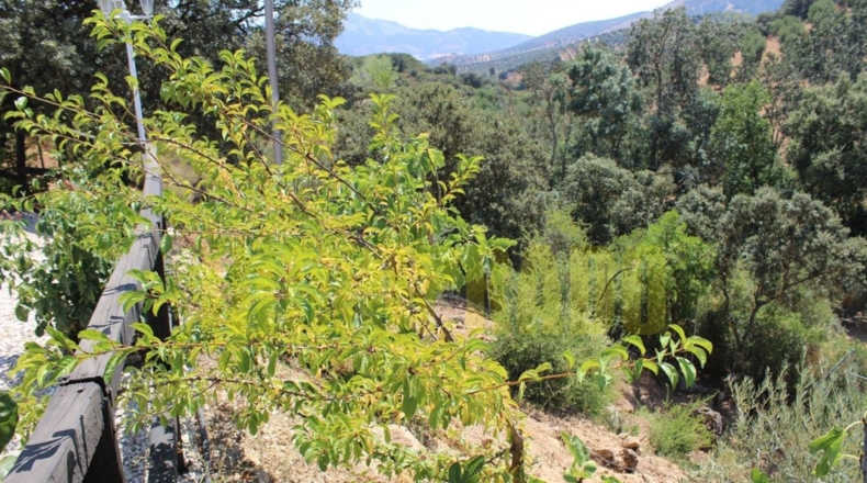 Málaga - Villanueva del Rosario - 4000m2