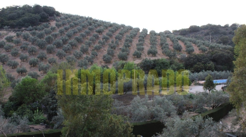 Málaga - Villanueva del Rosario - 4000m2