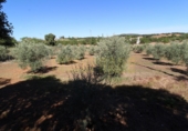 Masia amb terreny en venda a Archidona ref.: TR207651 foto