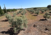 Masia amb terreny en venda a Archidona ref.: TR207651 foto