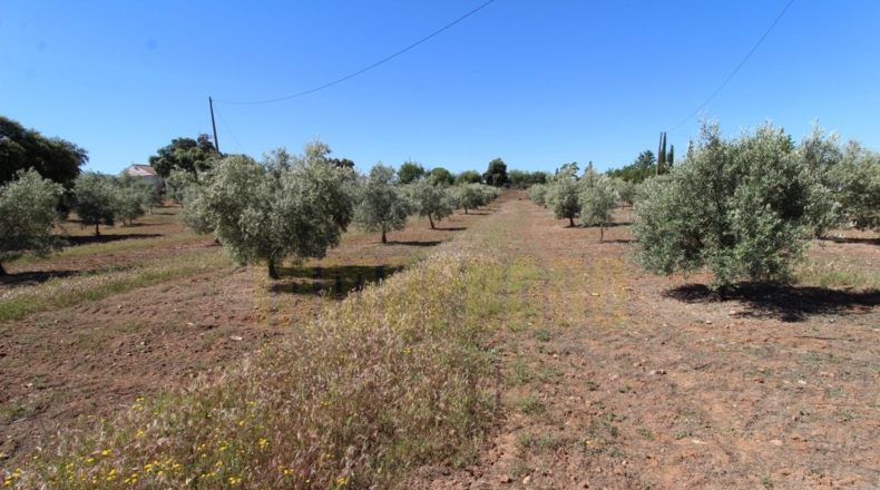 Málaga - Estación de Salinas - 9000m2