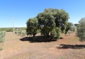 Masia amb terreny en venda a Archidona ref.: TR207651 foto