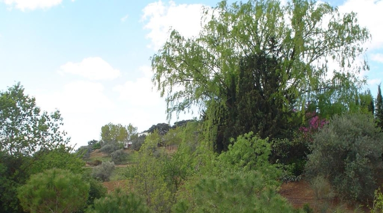 Málaga - Villanueva del Rosario - 9500m2
