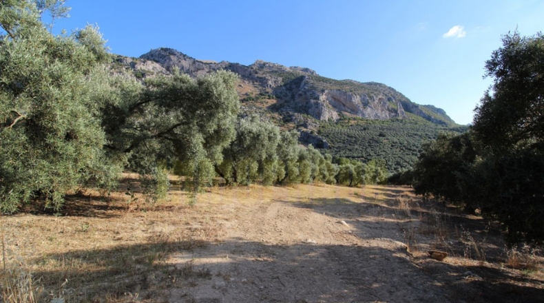 Málaga - Villanueva del Rosario - 12000m2