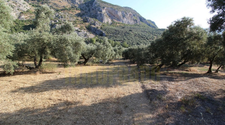 Málaga - Villanueva del Rosario - 12000m2