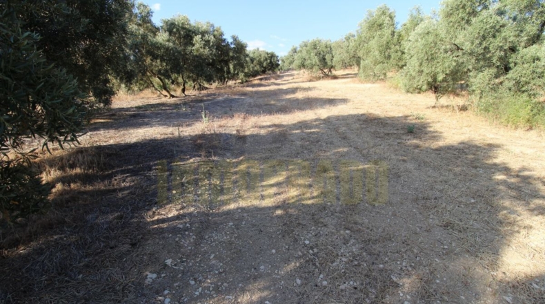 Málaga - Villanueva del Rosario - 12000m2