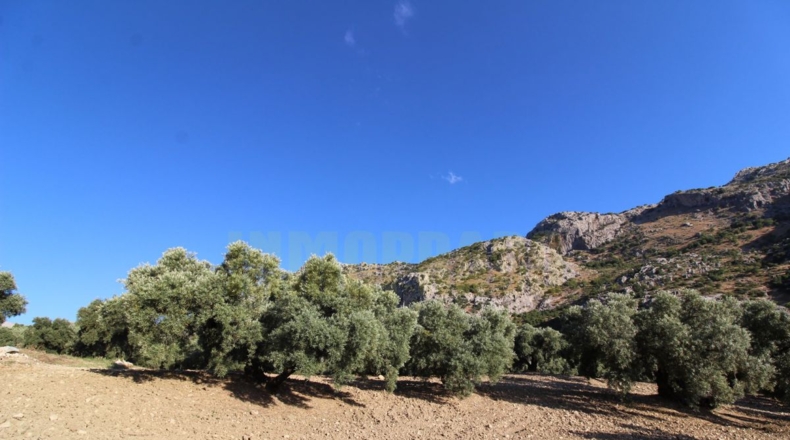 Málaga - Villanueva del Rosario - 12000m2