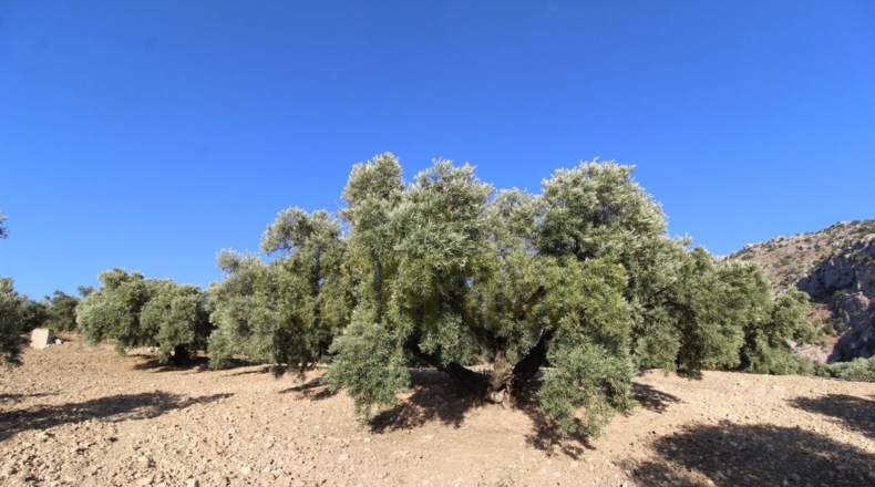 Málaga - Villanueva del Rosario - 12000m2