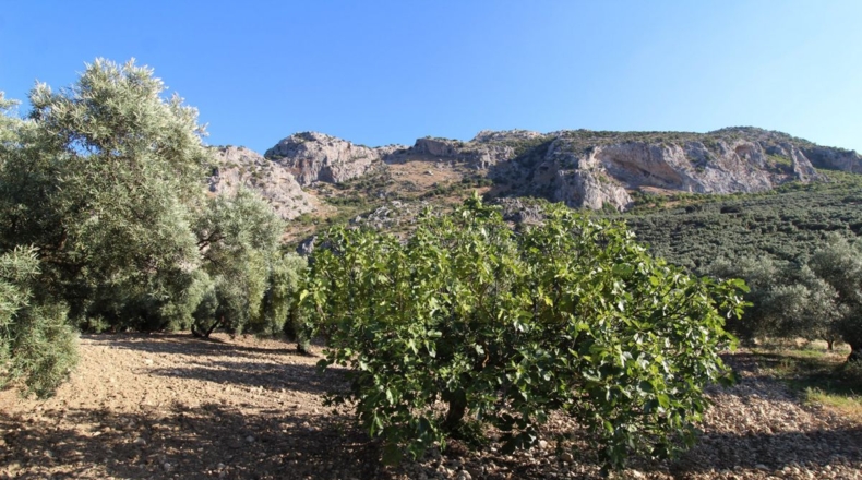 Málaga - Villanueva del Rosario - 12000m2