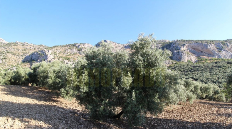 Málaga - Villanueva del Rosario - 12000m2