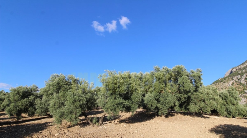 Málaga - Villanueva del Rosario - 12000m2