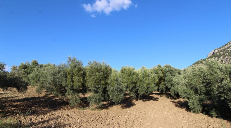 Málaga - Villanueva del Rosario - 12000m2